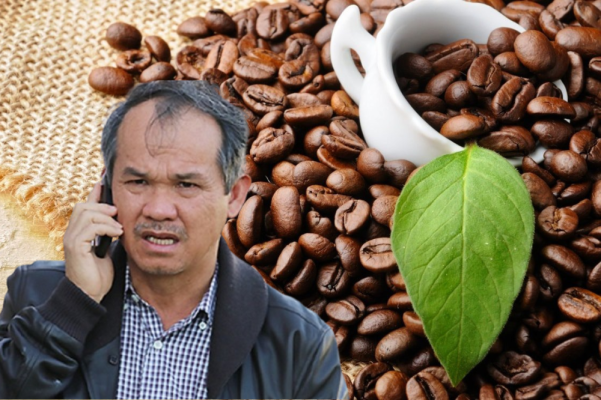 HAGL trồng cà phê