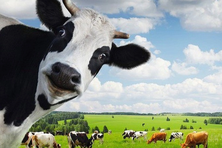 Cổ phiếu Vinamilk